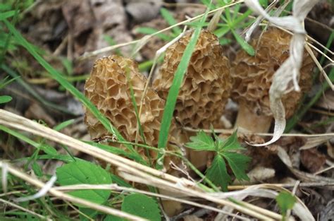 Southern Oregon Morel Mushroom Hunting Guide | Great Oregon Outdoors