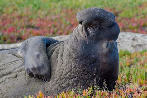 Point Reyes Wildlife - Fascination Wildlife