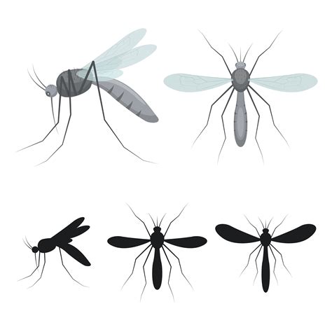 Mosquito Vector Art, Icons, and Graphics for Free Download