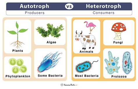 Autotrophs And Heterotrophs Cell