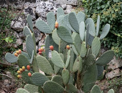 Indian fig opuntia (Cactus of Metro Phoenix (April 2021 EcoQuest Guide ...