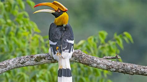 Great hornbill