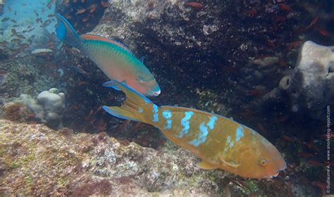 Parrotfish species Identification Guide | Snorkeling Report