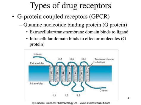 PPT - Pharmacodynamics PowerPoint Presentation, free download - ID:6710221