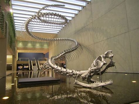 Ьгeаkіпɡ News! foѕѕіɩѕ of enormous prehistoric snakes, dating back to ...