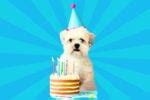 15 Hilarious Happy Birthday Dog Memes: Paws For Celebration