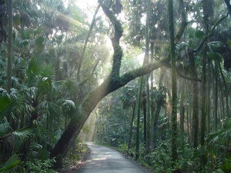 Highlands Hammock State Park - Florida RV Trade AssociationFlorida RV Trade Association