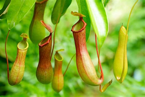 pitcher plant care nz - Vannesa Anthony