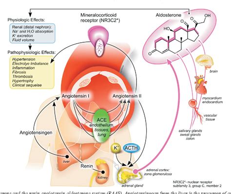 Figure 3 from Aldosterone Receptor Antagonist and Heart Failure ...