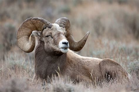 Rocky Mountain Bighorn Sheep - NDOW