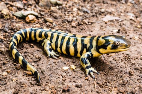 Barred Tiger Salamander (Barred) (Subspecies Ambystoma mavortium mavortium) · iNaturalist