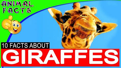 Interesting Giraffe Facts for Kids #giraffe #africa | Giraffe facts, Giraffe facts for kids ...