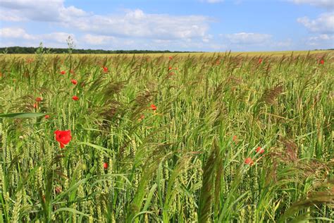 Wheat Fields Poppy - Free photo on Pixabay - Pixabay