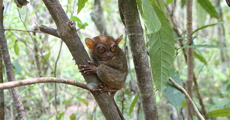 Philippine Tarsier Sanctuary in Western Visayas, Philippines | Sygic Travel