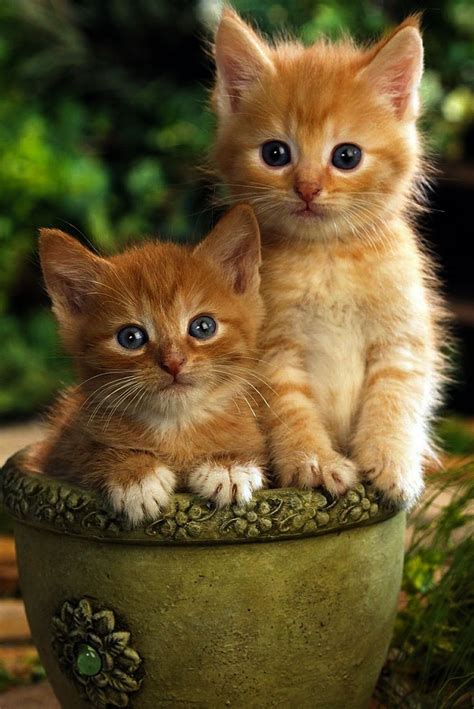 Two lovely little yellow cats | Kittens cutest, Cats, Cute baby cats