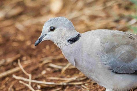 Species Profile of the Ring-Necked Dove