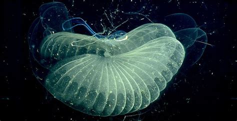 These gorgeous, intricate sea creatures are actually giant blobs of snot | Live Science