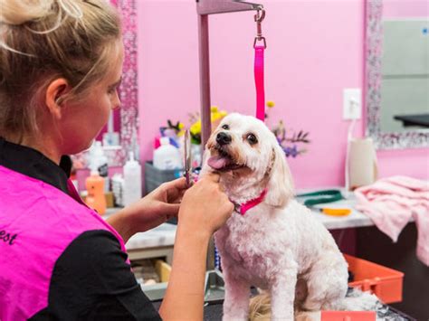 Professional Pet Grooming in Your Area | Woof Gang Bakery & Grooming