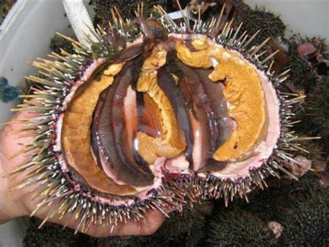 Kina a.k.a. sea urchin | Food for a crowd, Island food, Celebrate good times