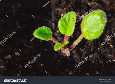 2,692 Petunia seeds Images, Stock Photos & Vectors | Shutterstock