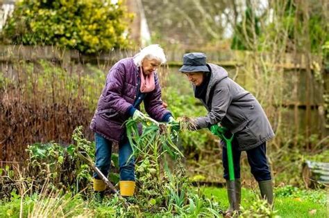 How Older Adults Can Benefit from Gardening