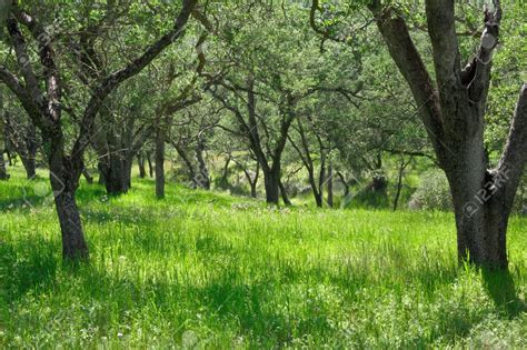 A Grassy Meadow With Oak Trees. Stock Photo, Picture And Royalty ...