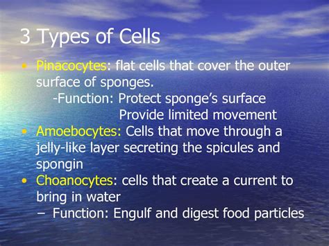 Phylum Porifera The Sponge. - ppt download