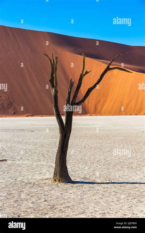 Dead camelthorn tree in Deadvlei Namib Desert Namibia Stock Photo - Alamy