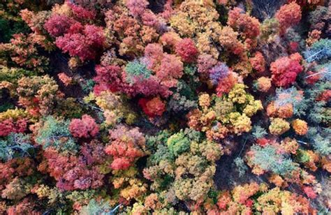 Beautiful Autumn Forest Color Scheme » Colorful » SchemeColor.com