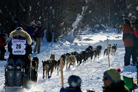 Iditarod 2021, Iditarod Trail Sled Dog Race, Willow, musher - Alaska ...