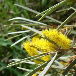 Acacia aneura - Mulga or Yarran Wattle seed x 30 - Ole Lantana's Seed Store