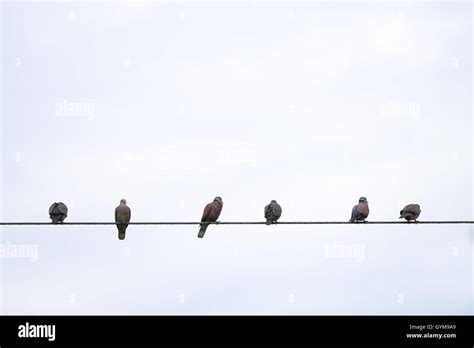 Birds Sitting on Powerlines Stock Photo - Alamy