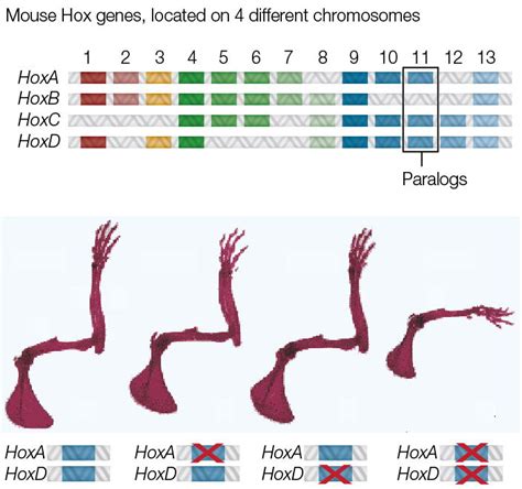 Homeotic Genes and Body Patterns