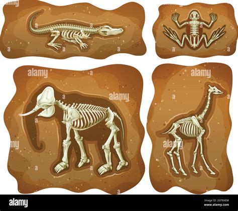 Elephant fossils Stock Vector Images - Alamy