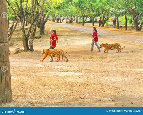 KANCHANABURI, THAILAND - April 25, 2017 Tiger in Tiger Temple Kanchanaburi,Thailand. Editorial ...