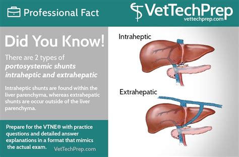 Did you know: 2 Types of Portosystemic Shunts in 2020 | Vet medicine ...