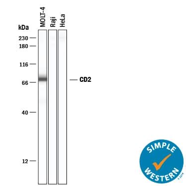 Human CD2 Antibody MAB1856: R&D Systems