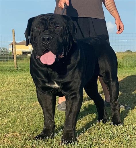 Black South African Boerboel