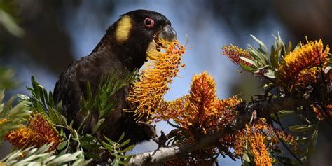 Grevillea Robusta Lifespan, Growth and Care Guide - GFL Outdoors