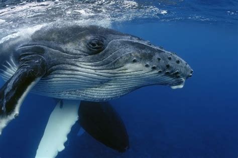 Humpback-whale-under-water - Telepathic Animal Communication Specialist ...