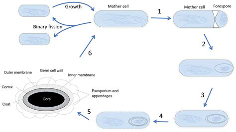 Clostridium Botulinum Diagram