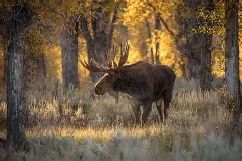 Grand Teton National Park | Early Morning Moose