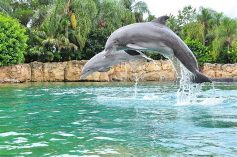 Discovery Cove Swimming With Dolphins | Swim With Dolphins Orlando