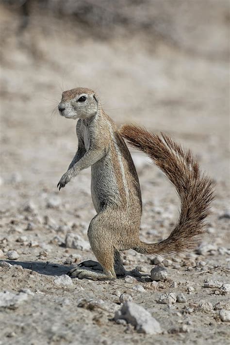 African Ground Squirrel Photograph by Belinda Greb - Pixels