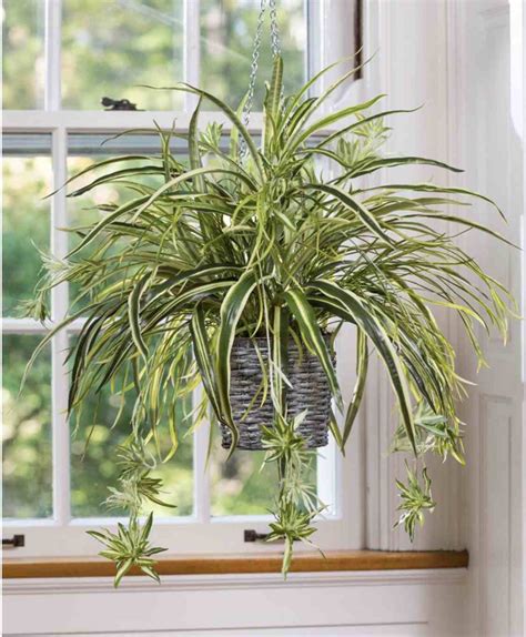 25+ Exceptional Indoor Hanging Plants for You