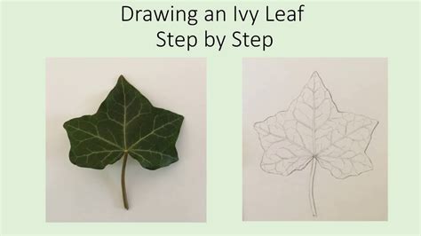 Ivy Leaf Drawing