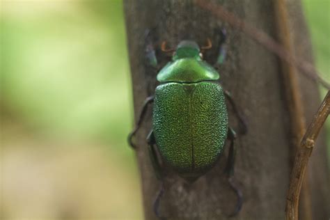 june bug control | PEST CONTROL CHEMICALS 800-877-7290