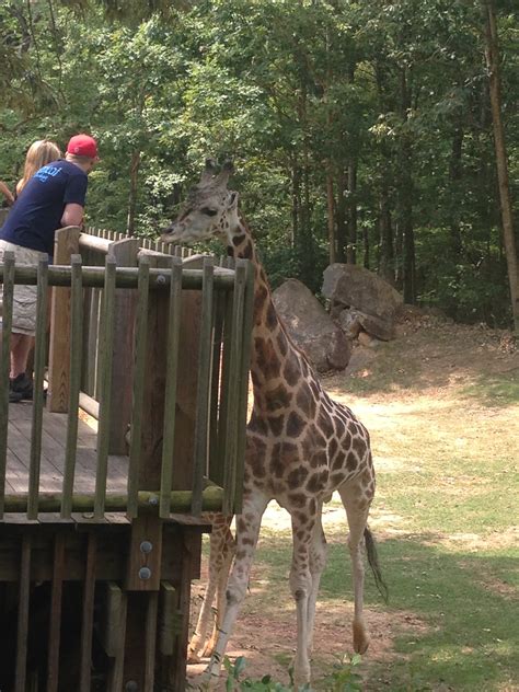 The Largest Walk-Through Zoo in the World: North Carolina Zoo - TRAVEL'S A DANCE AWAY