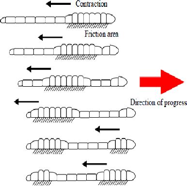 Figure 1 from Earthworm like modular robot using active surface gripping mechanism for ...