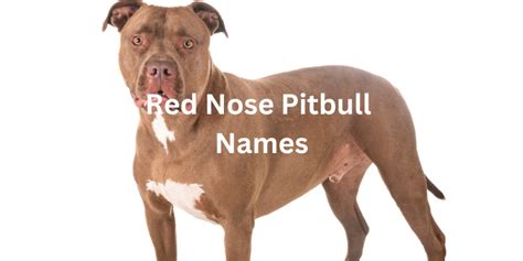 Red Nose Pitbull Names: Interesting Names for Pitbull | The Pitbull Center